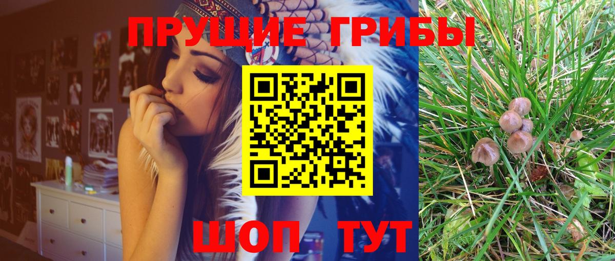 Псилоцибиновые грибы GOLDEN TEACHER Выборг